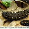 parnassius mnemosyne larva4c